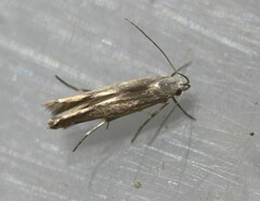 Thiotricha atractodes