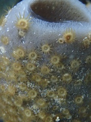 Umimayanthus parasiticus