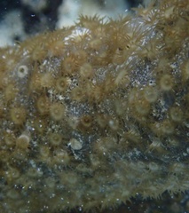 Umimayanthus parasiticus
