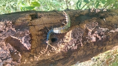 Ethmostigmus rubripes