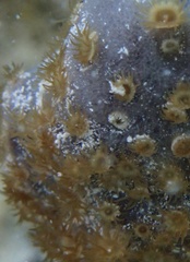 Umimayanthus parasiticus
