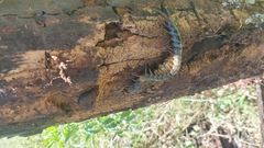 Ethmostigmus rubripes