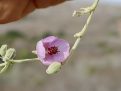 Malacothamnus fasciculatus nuttallii