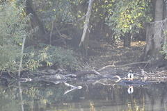 Mergus merganser americanus