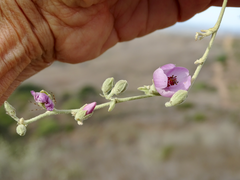 Malacothamnus fasciculatus nuttallii