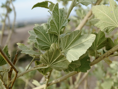 Malacothamnus fasciculatus nuttallii