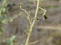 Malacothamnus fasciculatus nuttallii