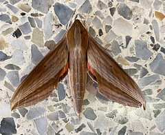 Xylophanes neoptolemus