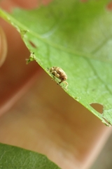 Aneuma compta