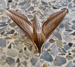 Xylophanes neoptolemus