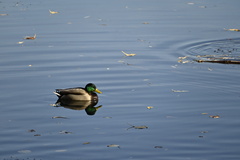 Anas platyrhynchos platyrhynchos