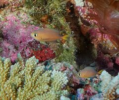 Pycnochromis atripes