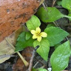 Calyptocarpus vialis