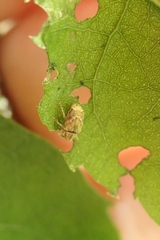 Aneuma compta