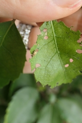 Aneuma compta