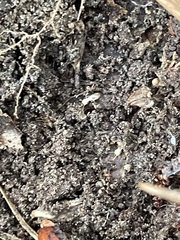 Reticulitermes flavipes