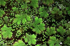 Azolla filiculoides