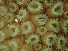 Montastraea cavernosa