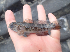 Mauligobius maderensis