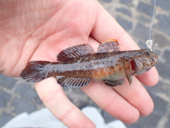 Gobius paganellus