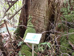 Eucalyptus obliqua