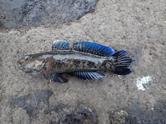 Mauligobius maderensis
