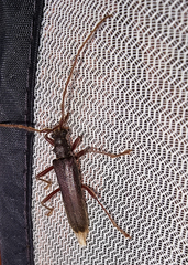 Phlyctaenodes pustulosa
