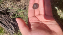 Ponderconcha gilberti