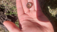 Ponderconcha gilberti