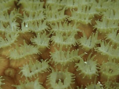 Montastraea cavernosa