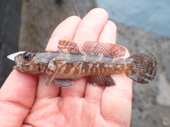 Gobius paganellus