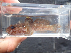 Gobius paganellus