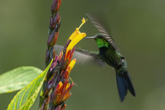 Riccordia swainsonii
