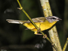 Basileuterus culicivorus