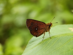 Iambrix salsala salsala