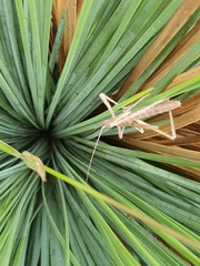 Zaprochilus australis