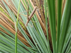 Zaprochilus australis