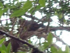 Platycercus caledonicus