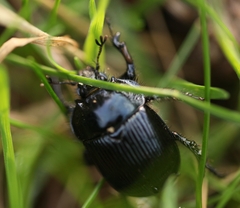 Typhaeus typhoeus