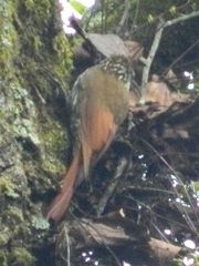 Lepidocolaptes leucogaster