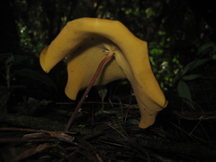 Hymenogloea papyracea