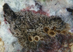 Lebrunia neglecta