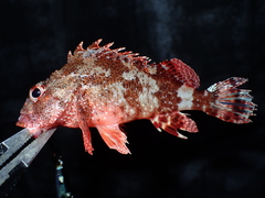Scorpaena maderensis