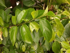 Celtis tetrandra