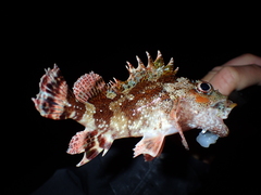 Scorpaena maderensis