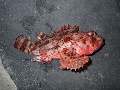 Scorpaena porcus