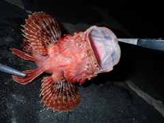 Scorpaena porcus