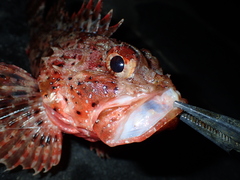 Scorpaena porcus