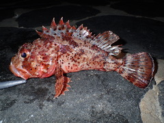 Scorpaena porcus