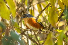 Microspingus lateralis